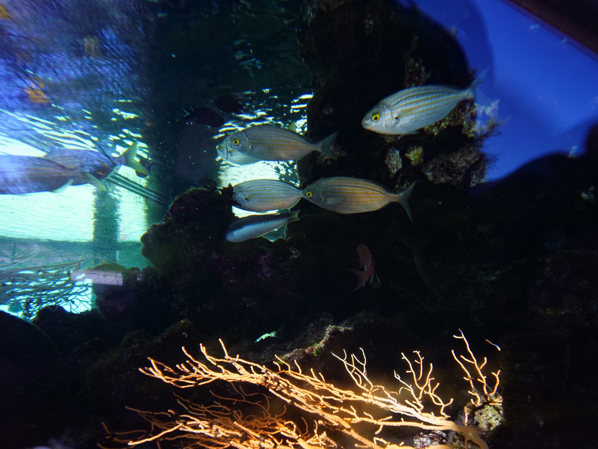 Le petit Aquarium de la Madrague