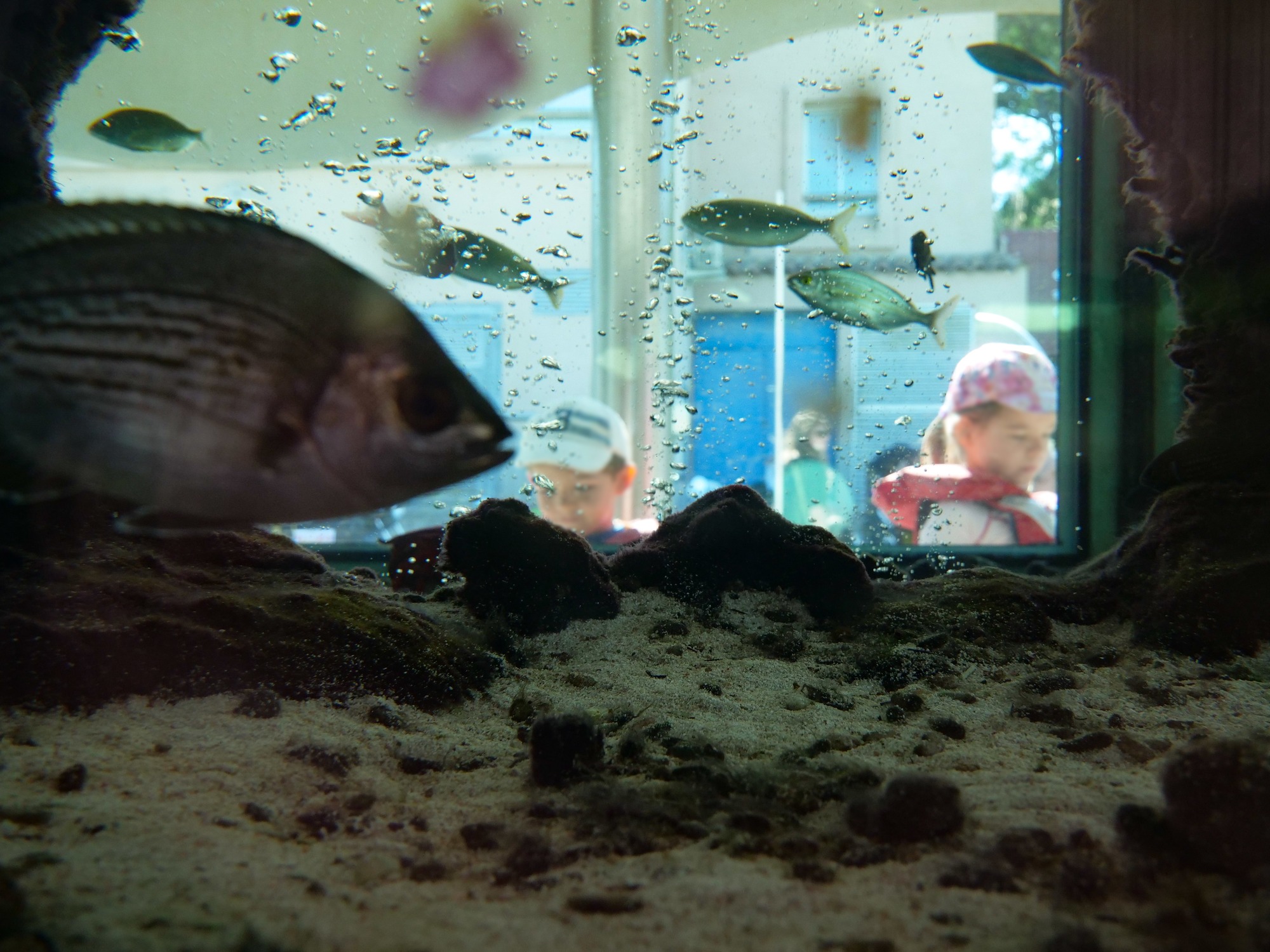 Le petit Aquarium de la Madrague
