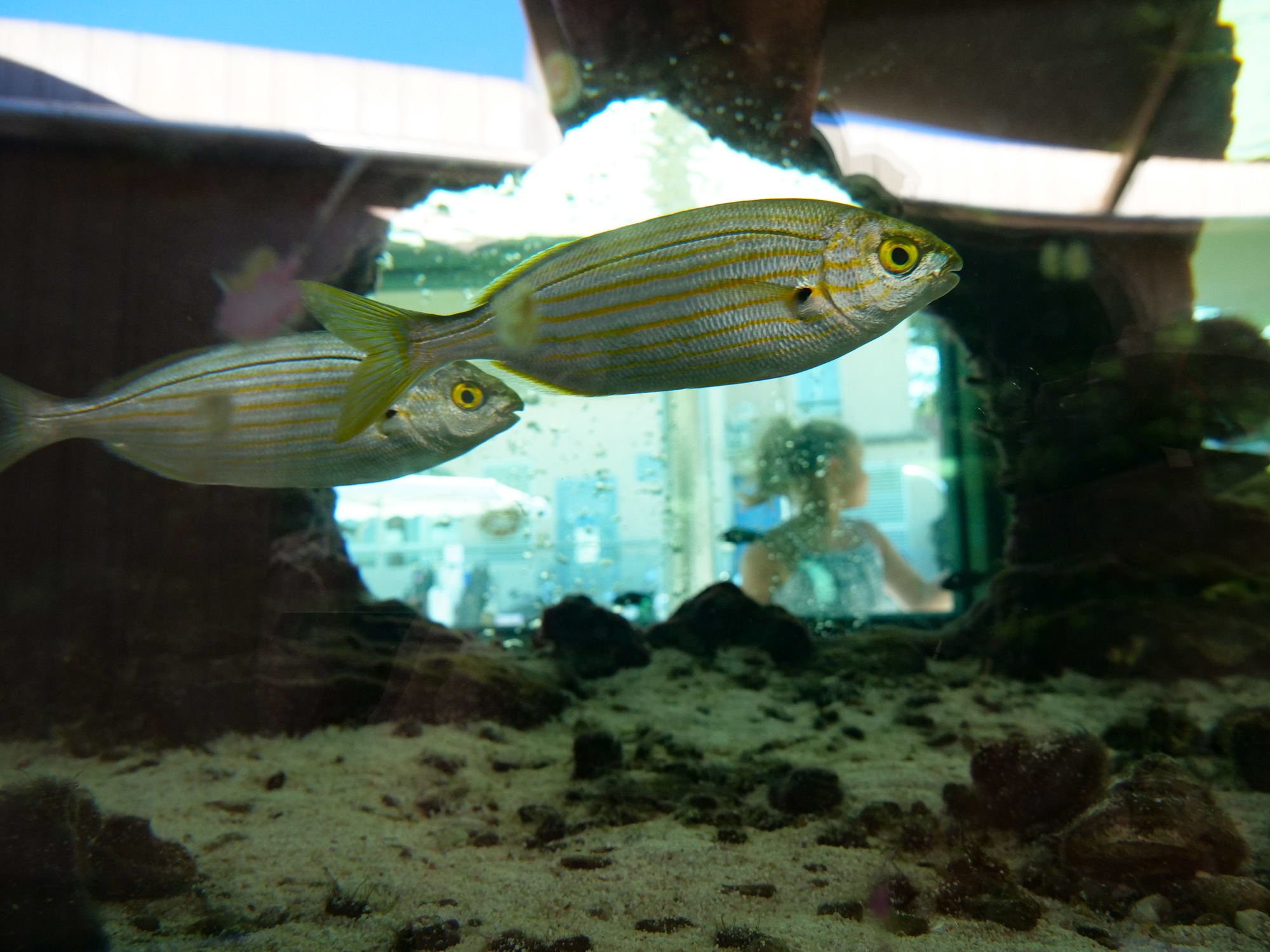 Le petit Aquarium de la Madrague