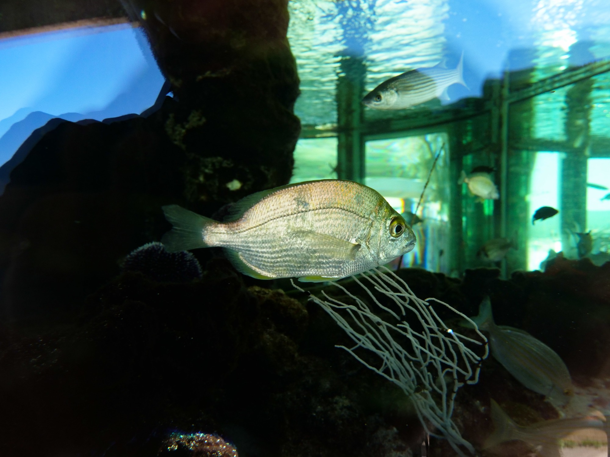 Le petit Aquarium de la Madrague à Saint-Cyr-sur-Mer