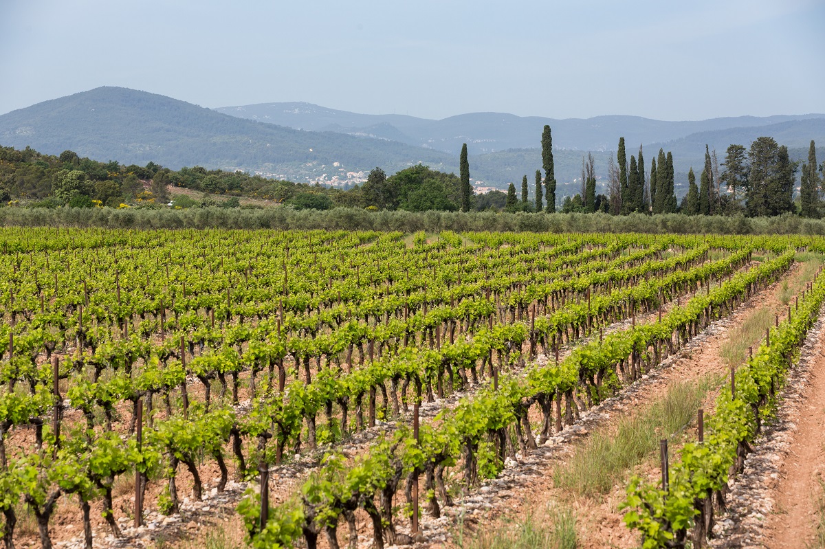 Vignes du Château de l’Aumérade