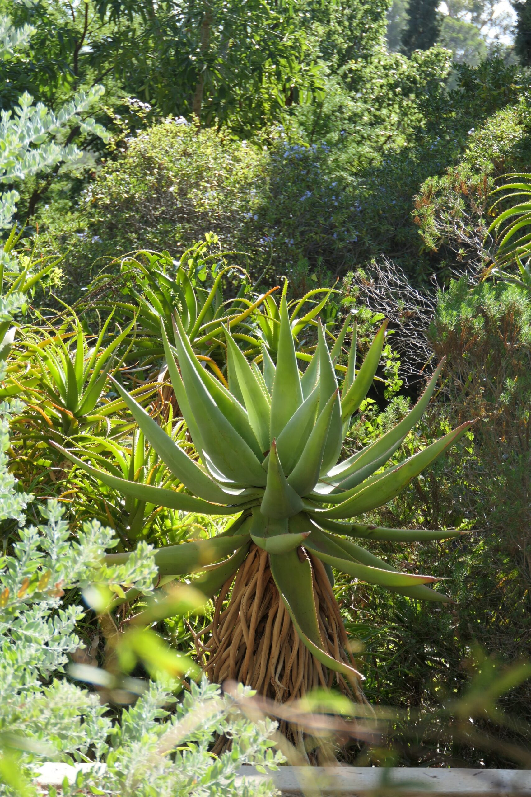 Domaine du Rayol, Jardin d’Afrique du Sud