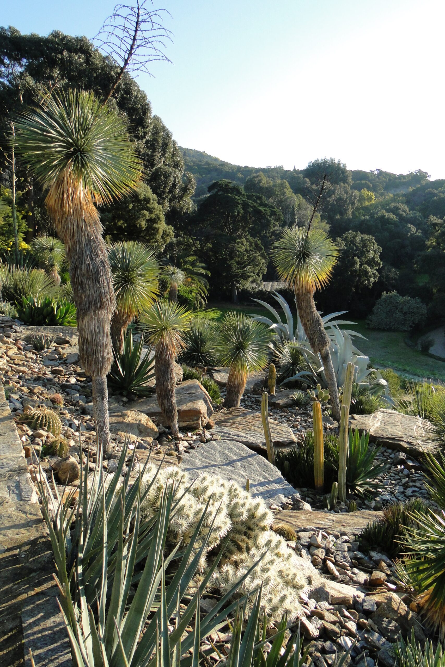 Domaine du Rayol, Jardin d’Amérique aride