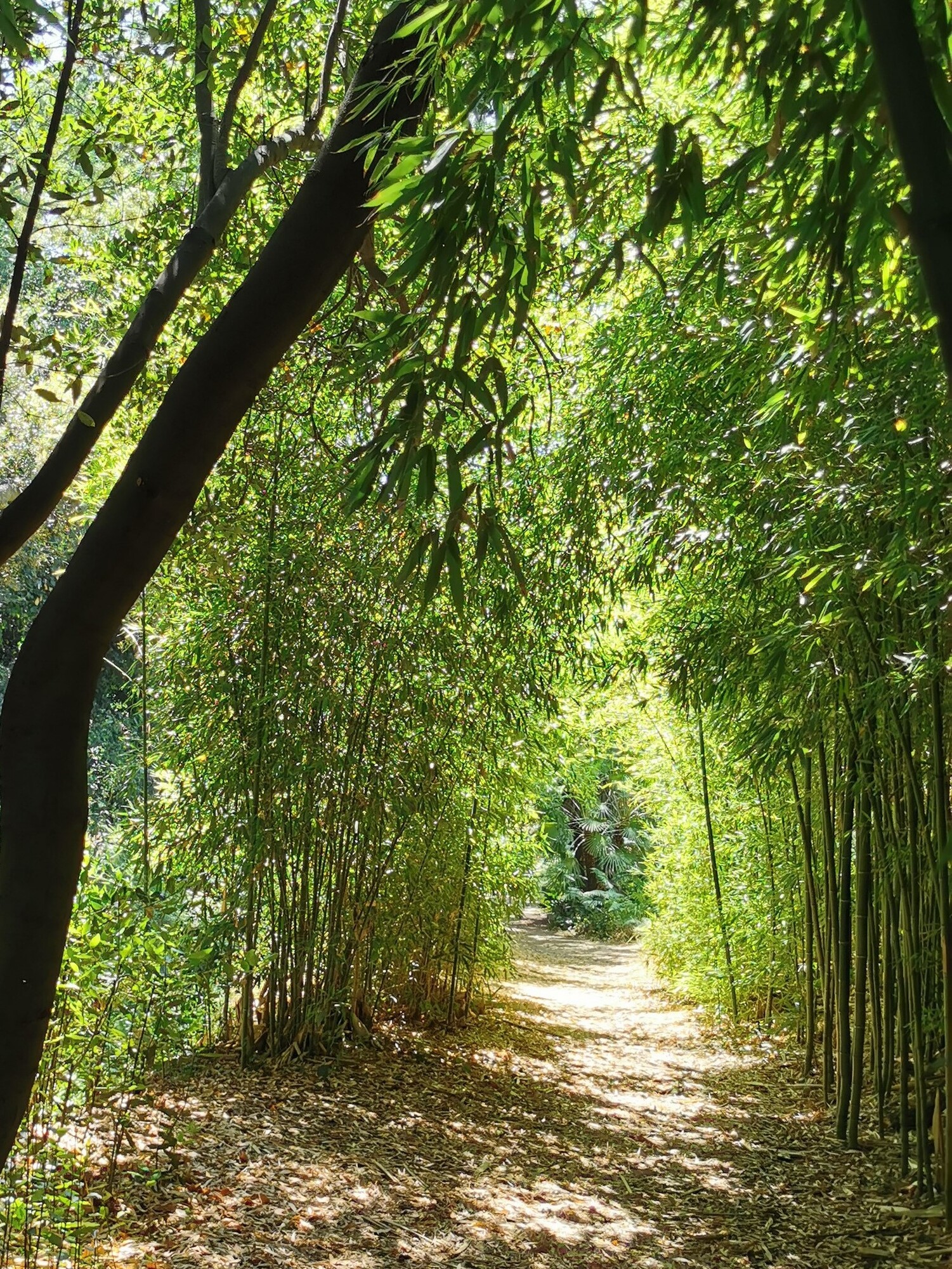 Domaine du Rayol, Jardin d’Asie subtropicale