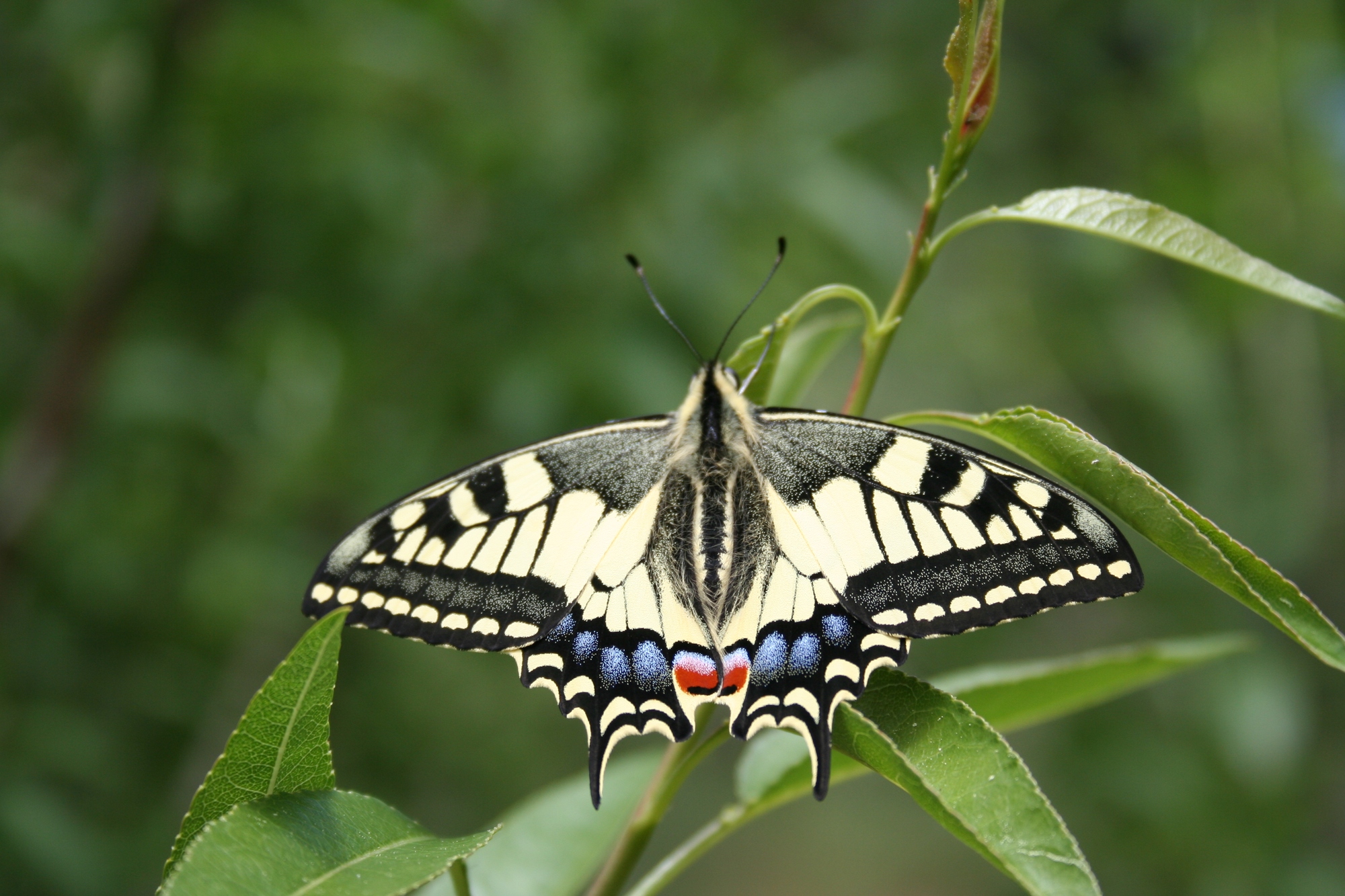 Le jardin des papillons du Parc Aoubré