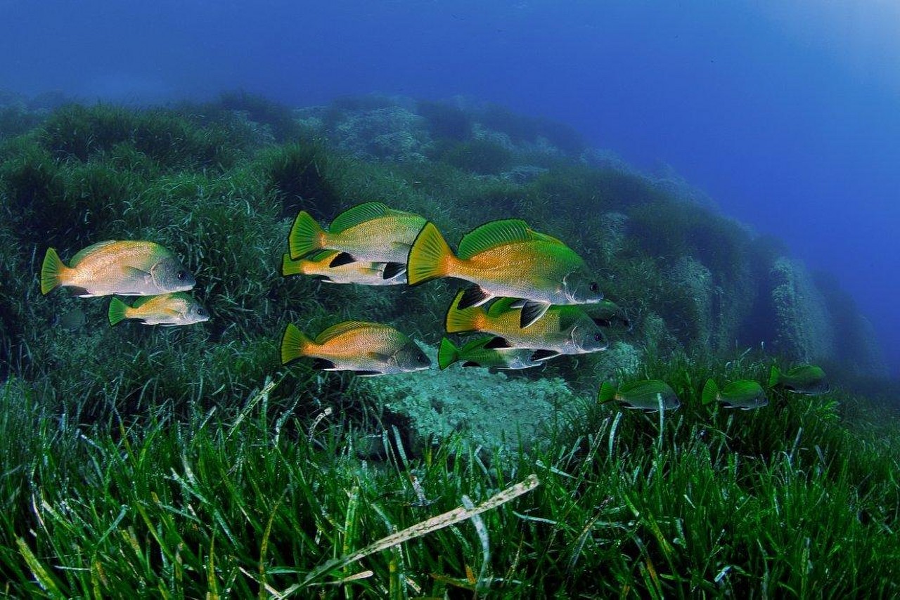 Turtle Prod le Capt des mèdes à Porquerolles