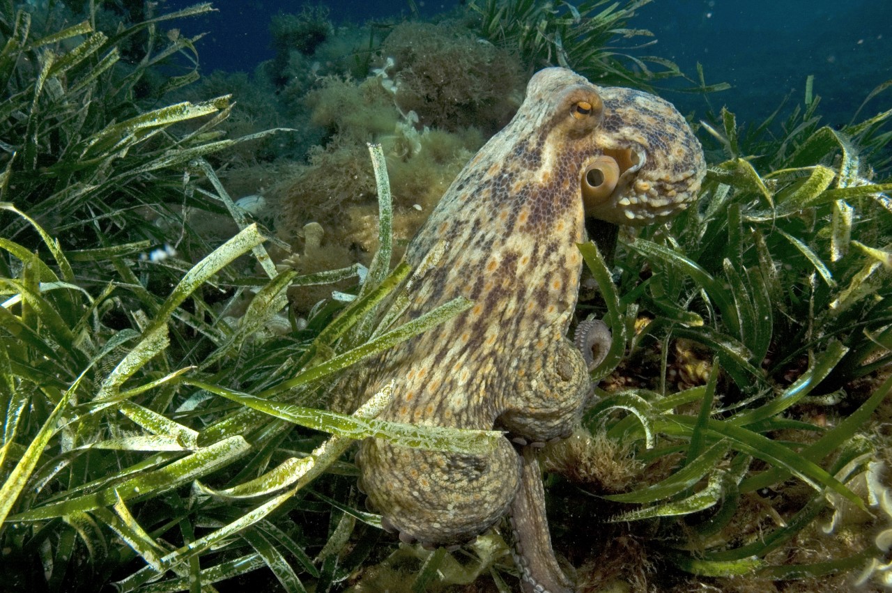 Turtle Prod le Capt des mèdes à Porquerolles