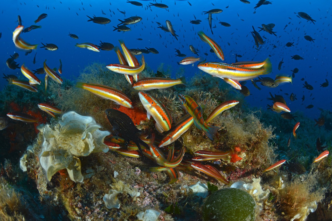 Le sec des carrières à Porquerolles