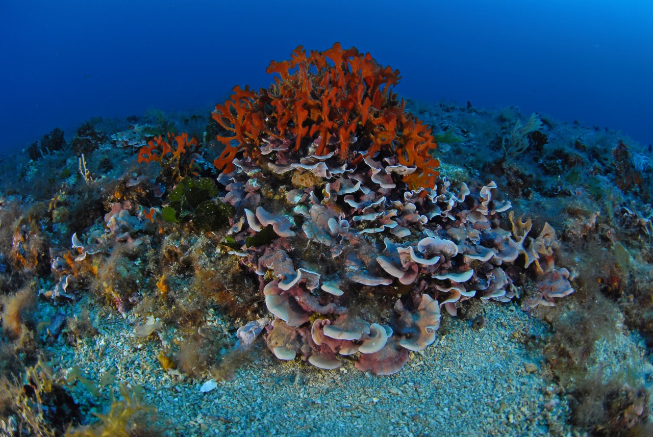 Plongée au Cap d’armes à Porquerolles