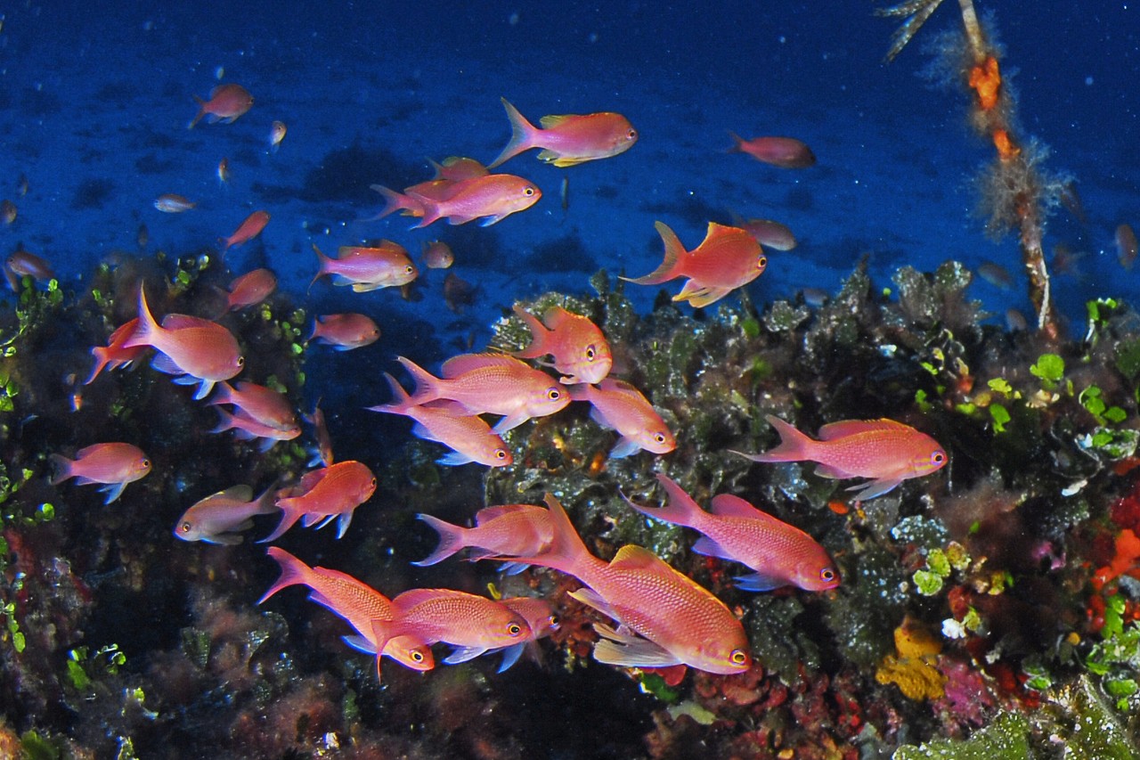 Plongée au Cap d’armes à Porquerolles