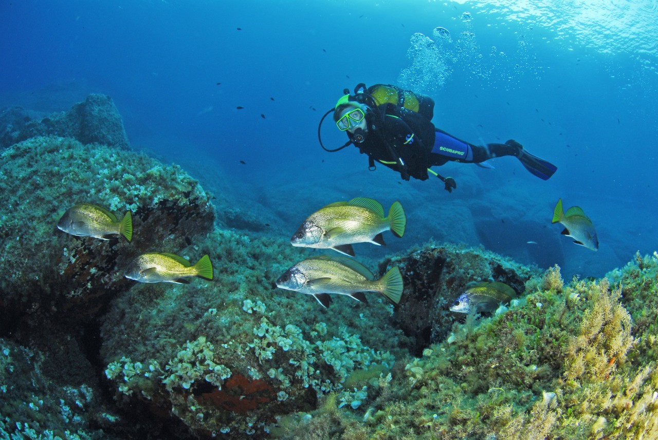 Plongée au Cap d’armes à Porquerolles