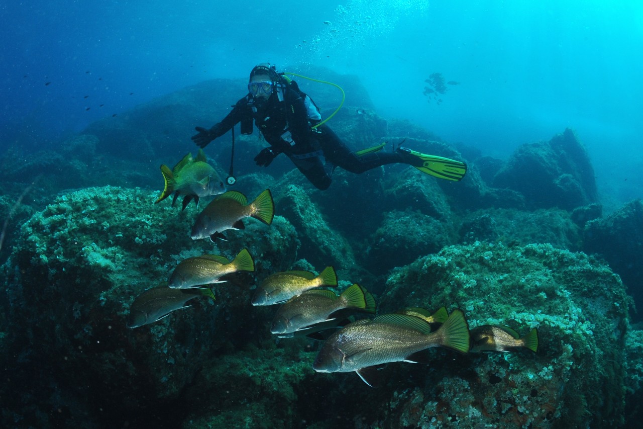 Plongée au Cap d’armes à Porquerolles