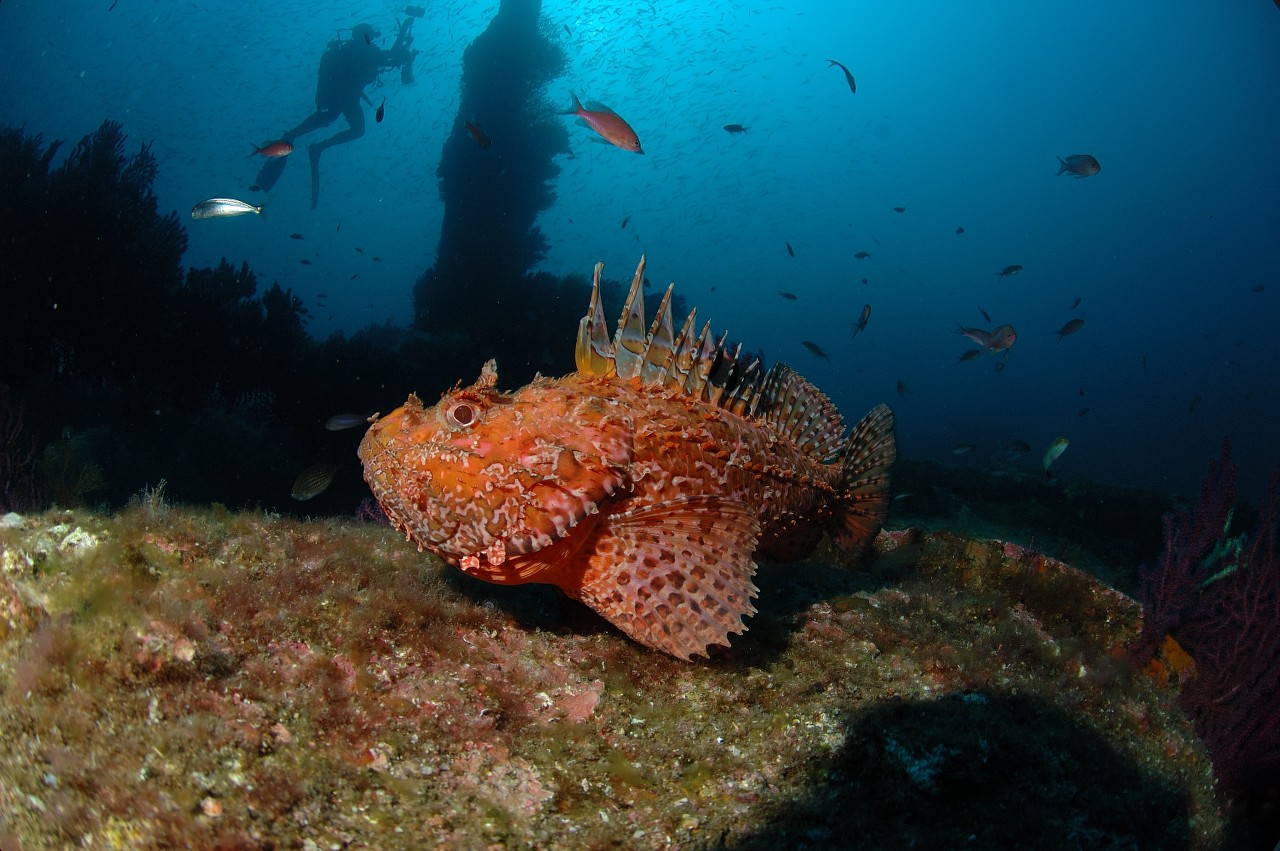 Plongée au Cap d’armes à Porquerolles