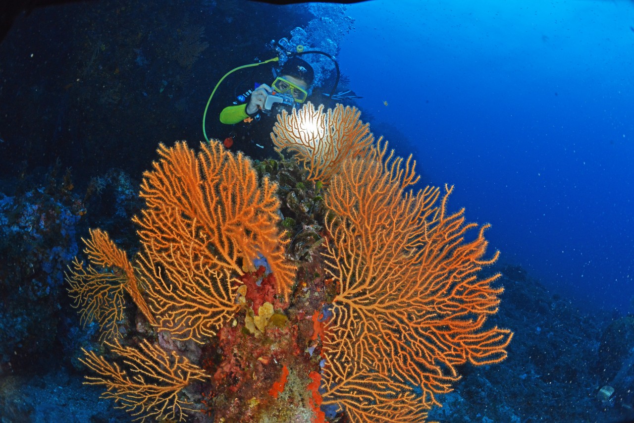 Plongée au Cap d’armes à Porquerolles