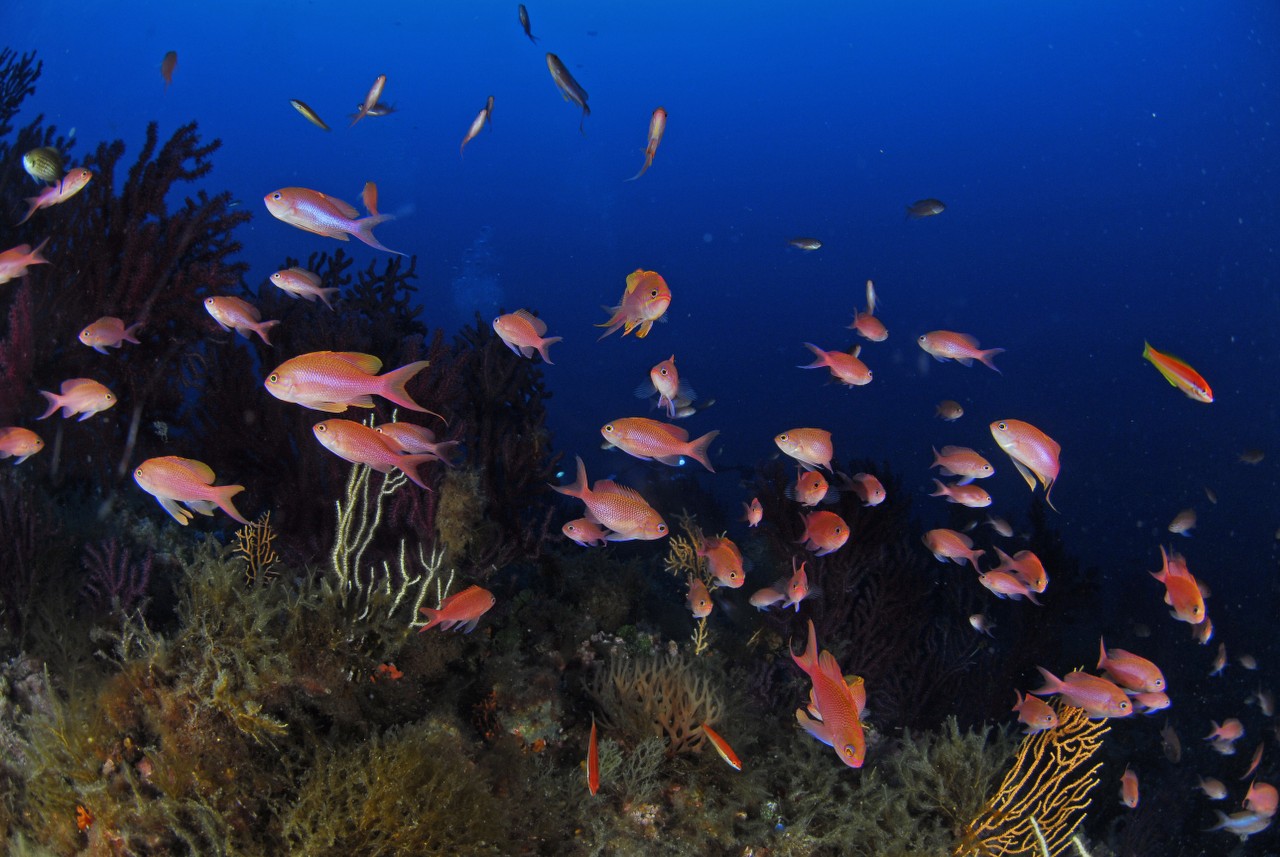 Plongée au Cap d’armes à Porquerolles