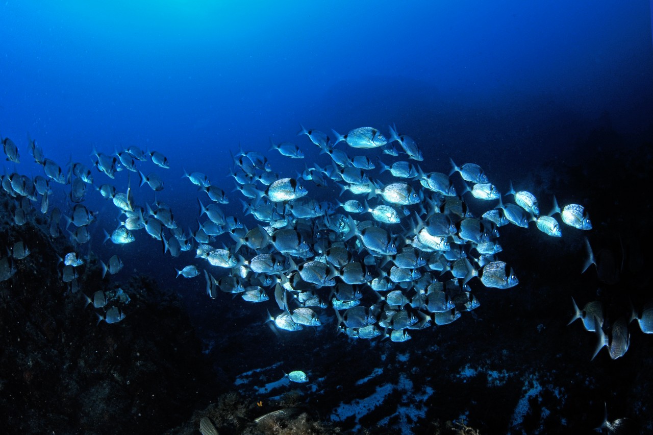 Plongée au Cap d’armes à Porquerolles