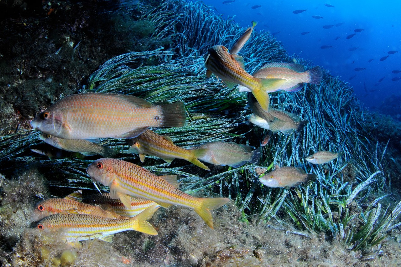 Plongée au Cap d’armes à Porquerolles