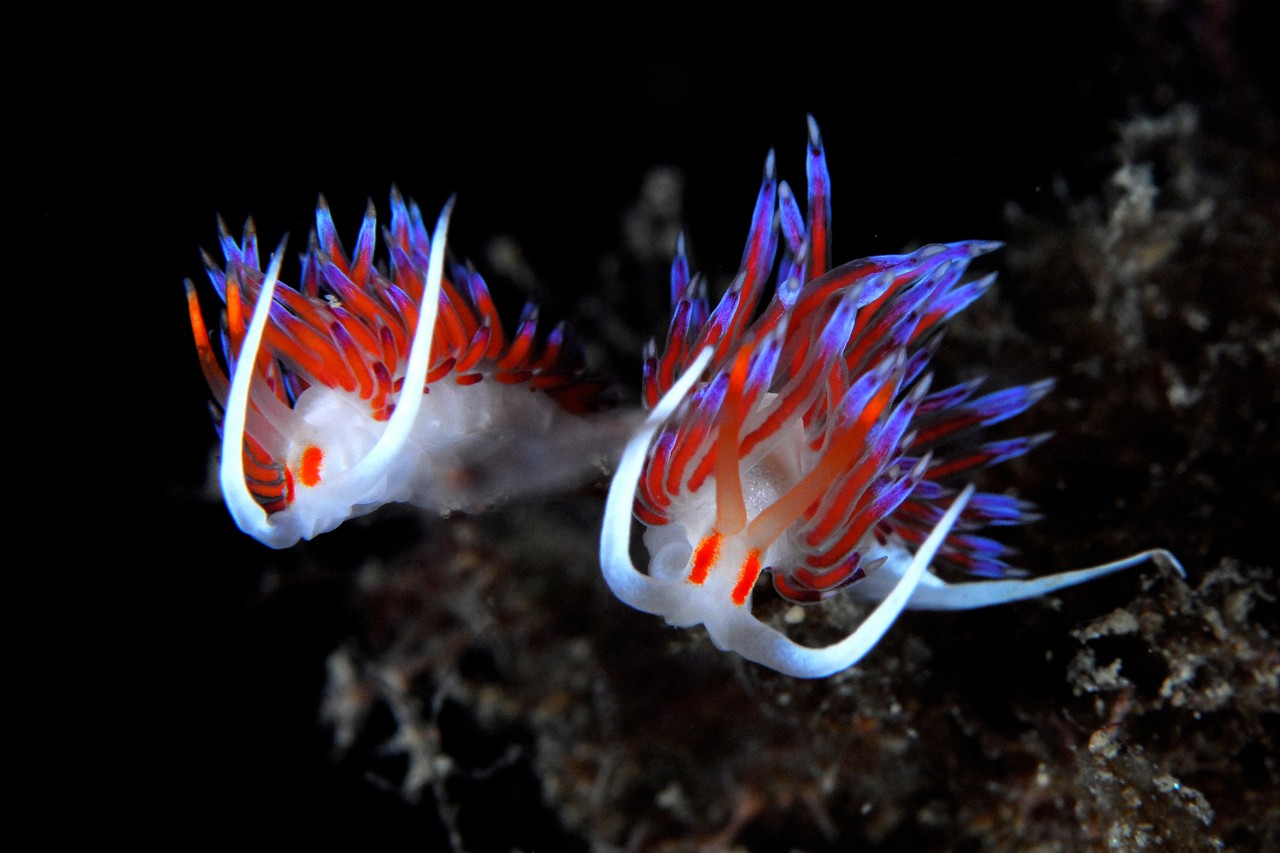 Nudibranches