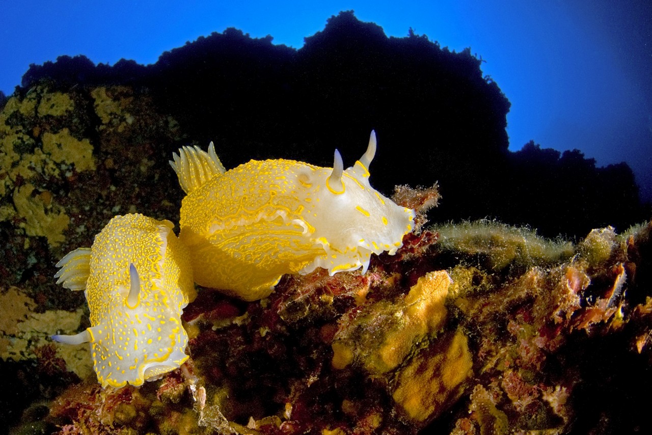 Nudibranches