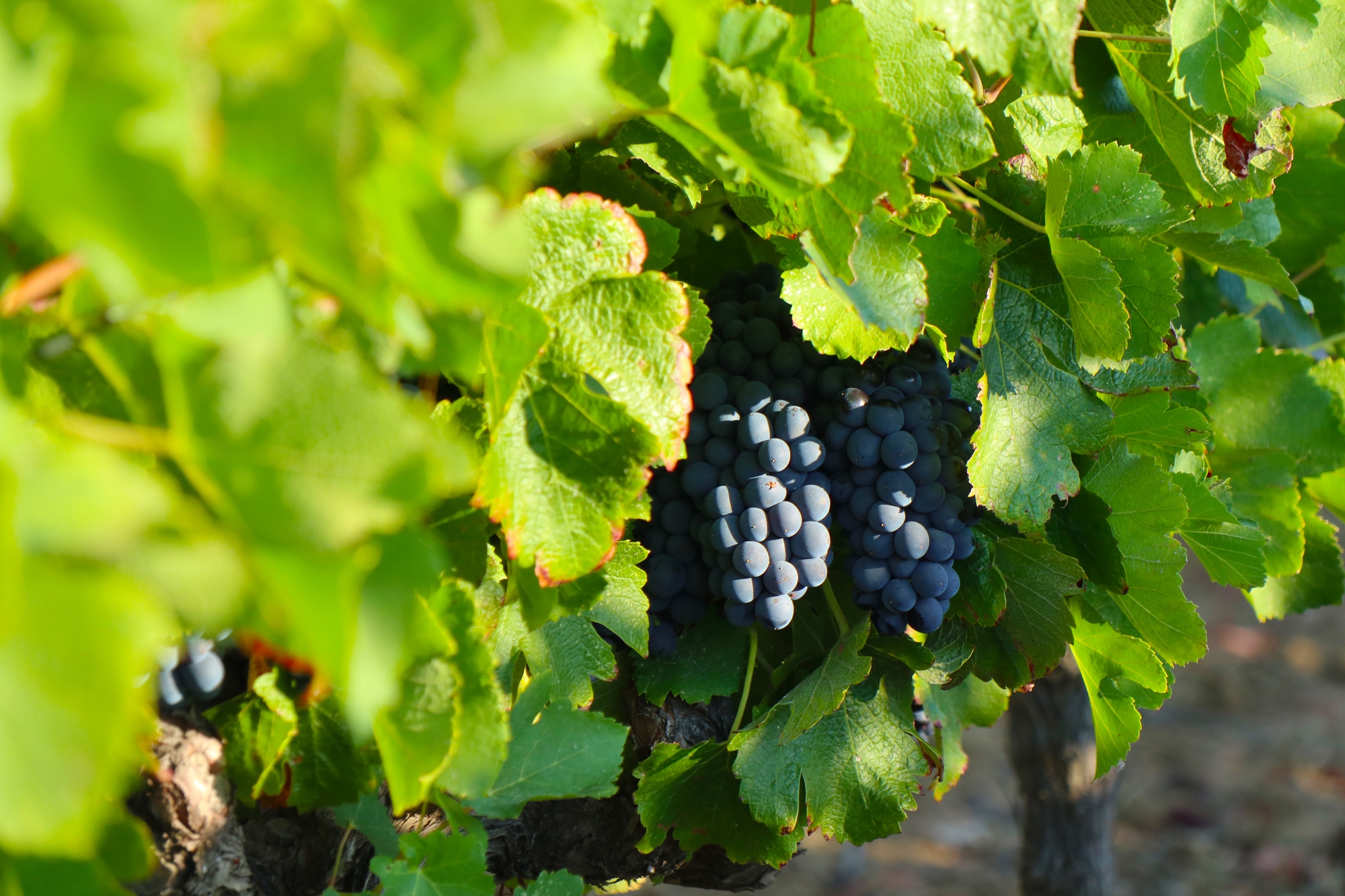 Grappe dans les Vignes de Bertaud-Bélieu à Gassin – https://gassin.eu