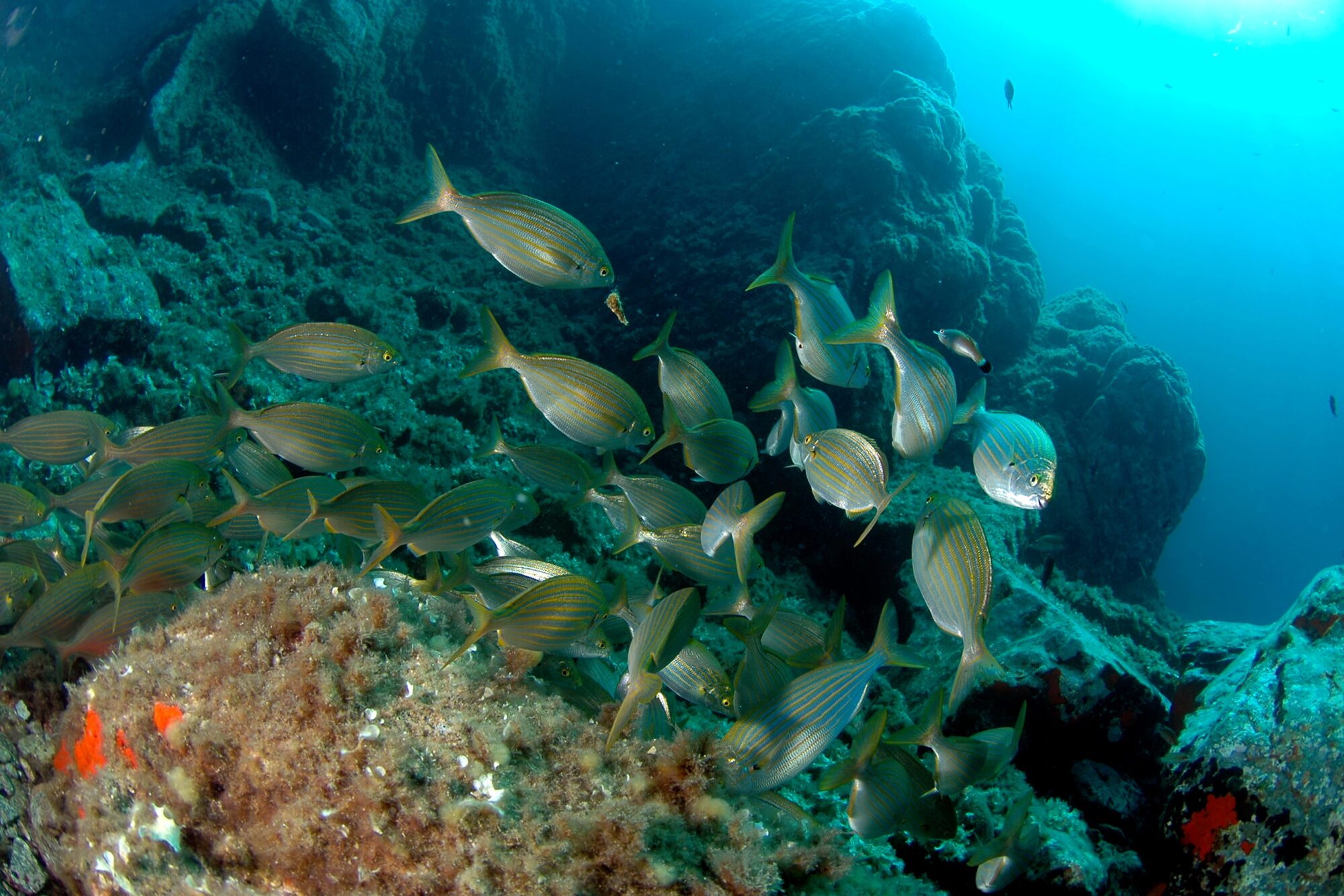 faune-sous-marine-2-freres