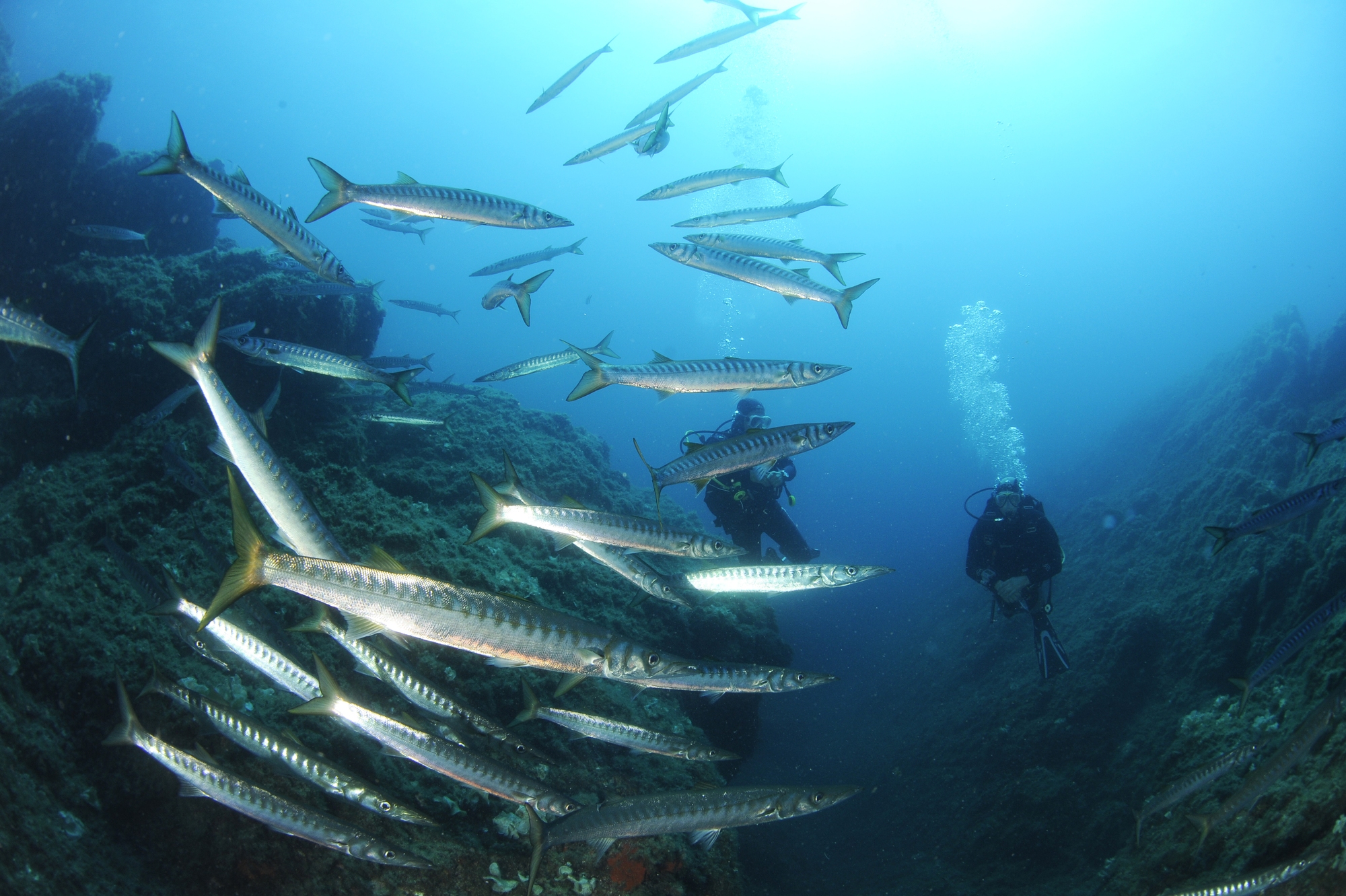 Site de plongee a port cros hyeres la gabiniere