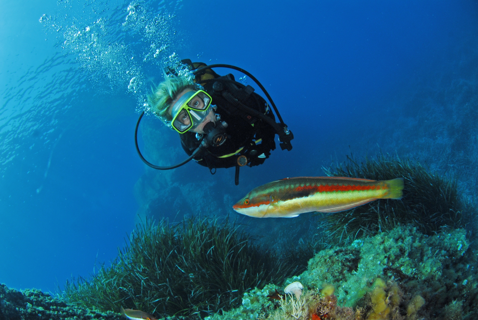Site de plongee a port cros hyeres la gabiniere