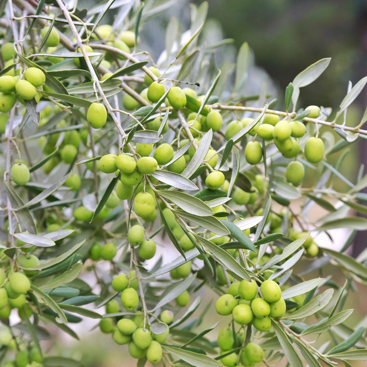 Garden of Olives 2