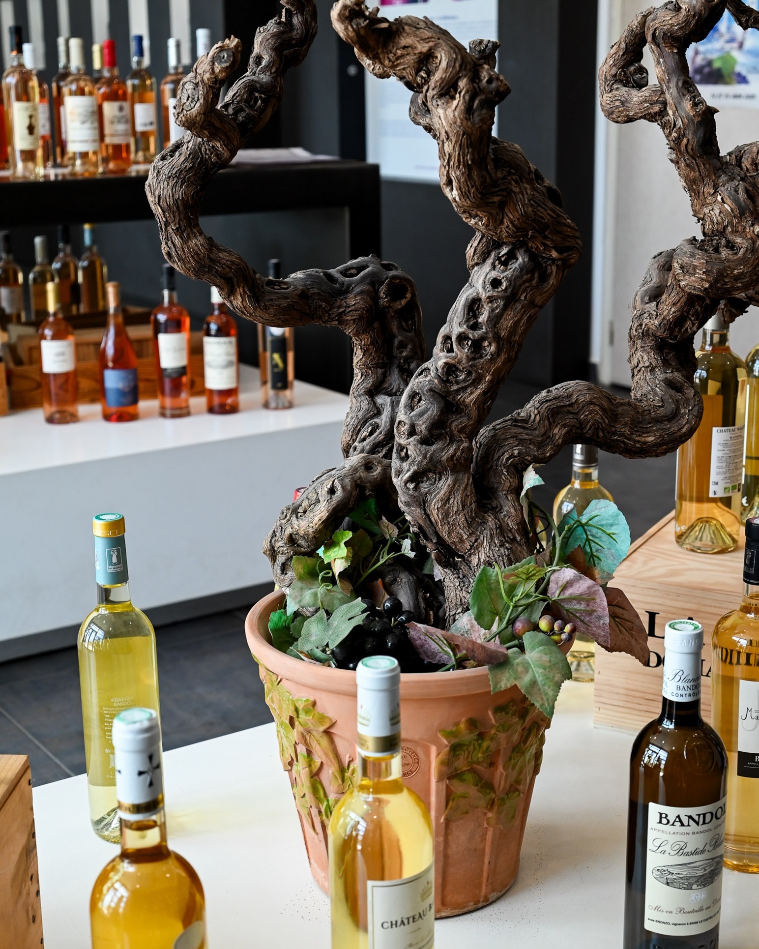 Oenothèque de Bandol_Bandol