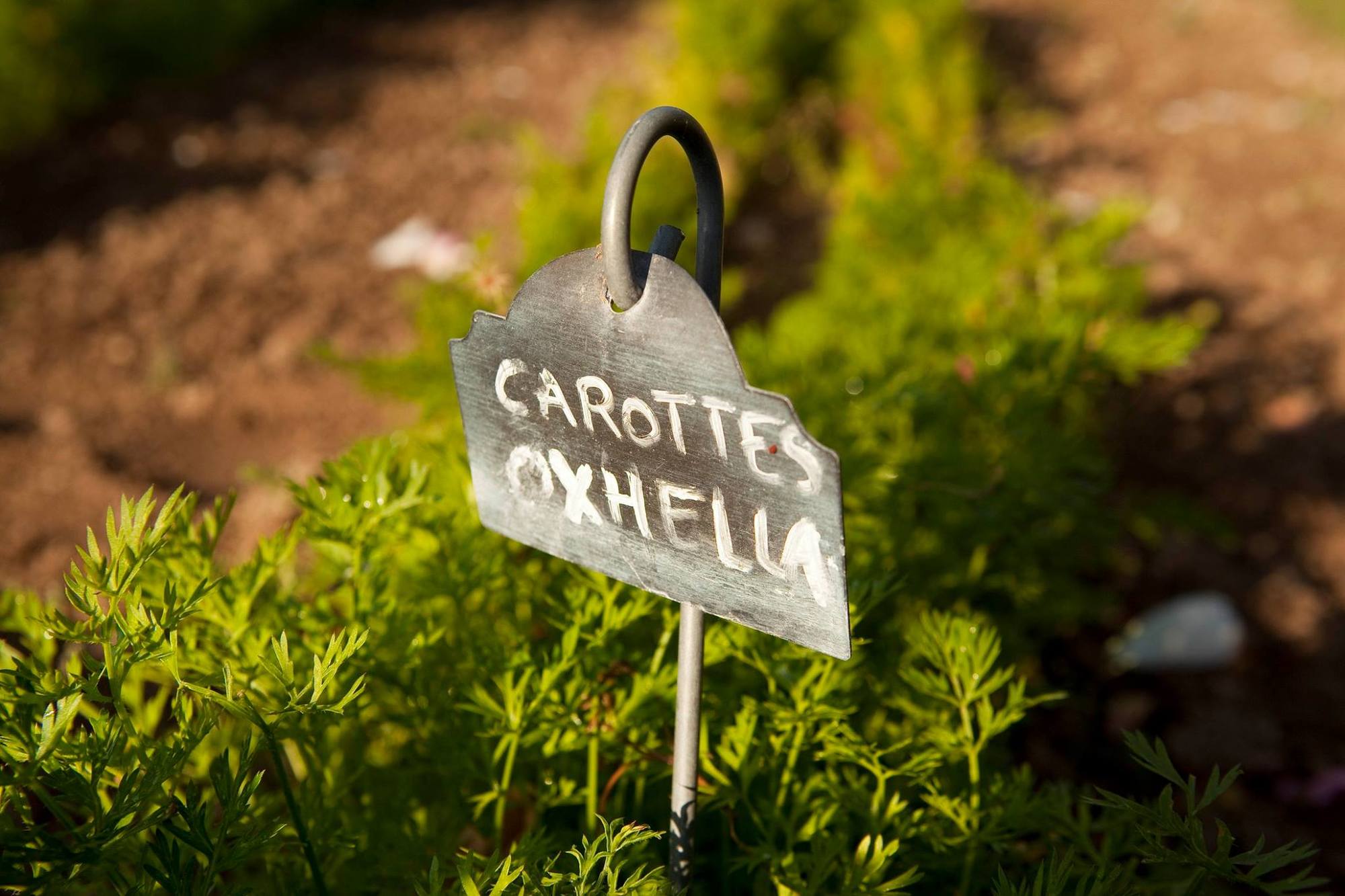 Vegetable garden