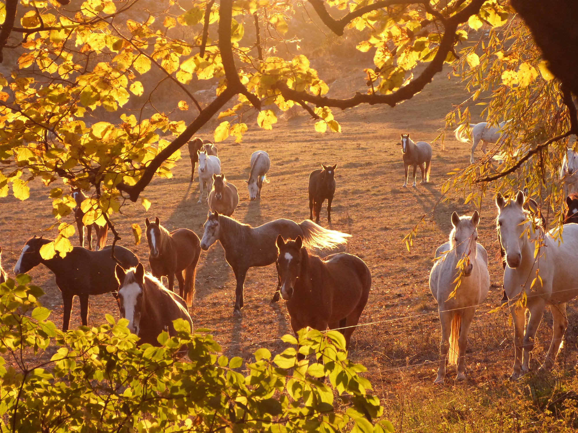 On horseback with Les Chevaux du Verdon