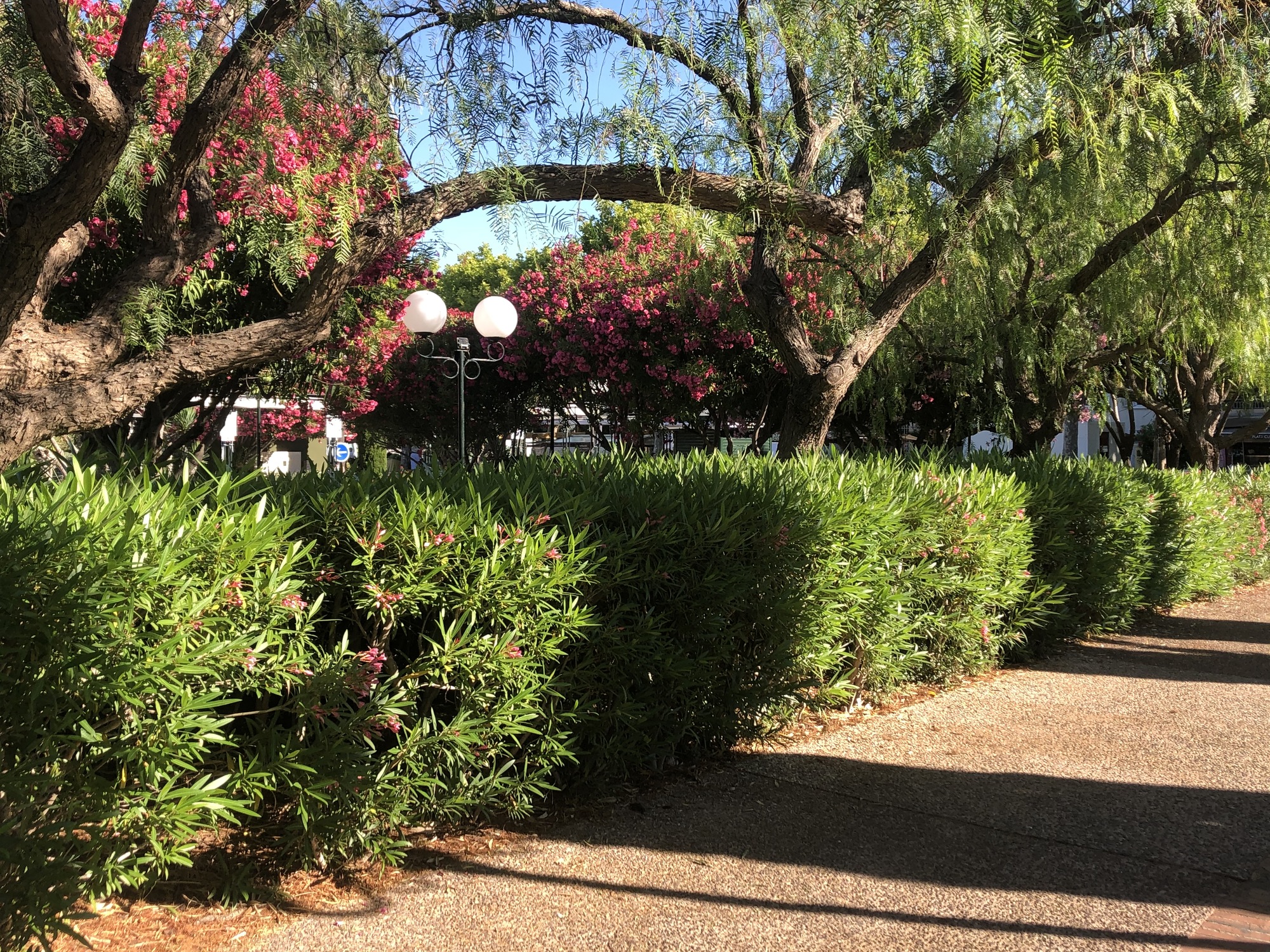 The gardens of the town